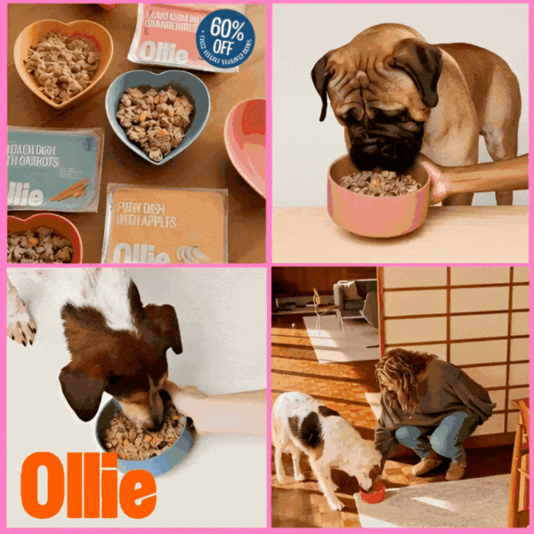 Four-panel collage showcasing Ollie’s fresh dog food. Top left: Ollie meal packages (Lamb Dish with Cranberries, Chicken Dish with Carrots, Pork Dish with Apples) alongside heart-shaped bowls filled with food; a “60% OFF + FREE HEART-SHAPED BOWL” promo badge is visible. Top right: A brown dog eating from a pink heart-shaped bowl held by a hand. Bottom left: A brown-and-white dog eating from a blue heart-shaped bowl. Bottom right: A person feeding a dog from a red bowl in a sunlit, cozy home with wooden flooring and shoji screens.